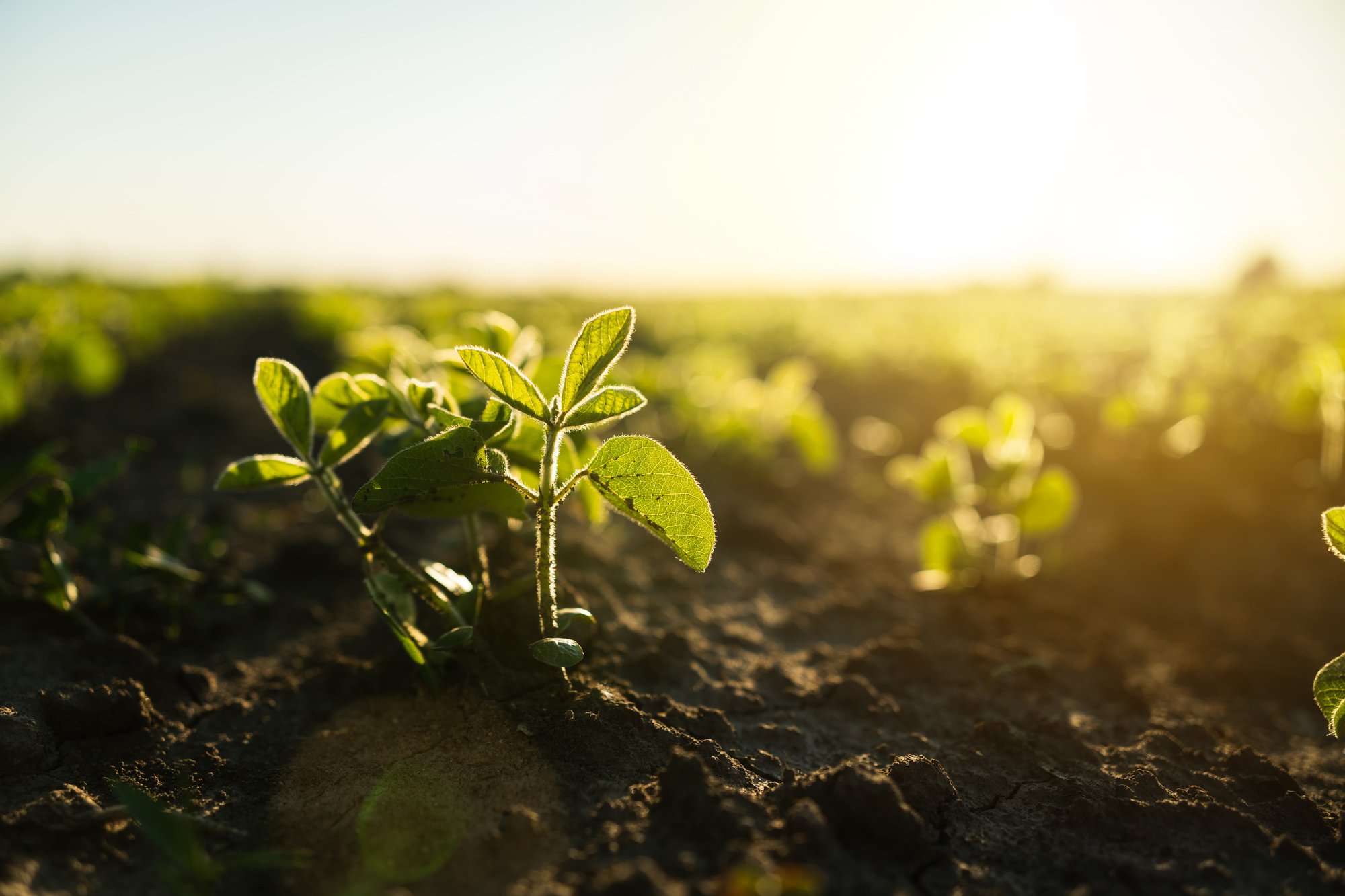 AdobeStock_1461839025